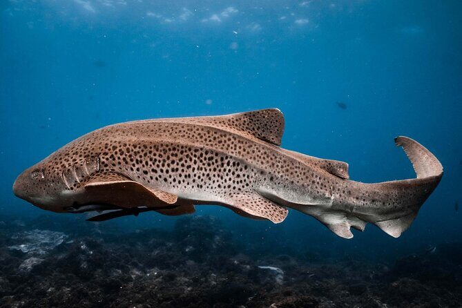 Julian Rocks: Premier Snorkeling Tour Byron Bay - A Deep Dive into Julian Rocks Snorkeling Tour