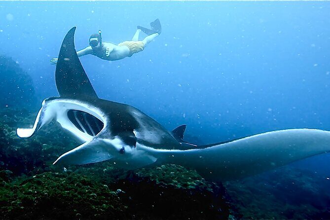 Julian Rocks: Premier Snorkeling Tour Byron Bay - Authentic Experiences and Real Traveler Feedback
