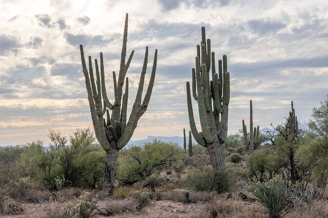 Jumping Cholla (Choya) Jeep Tour - Navigating the Jeep Tours Highlights