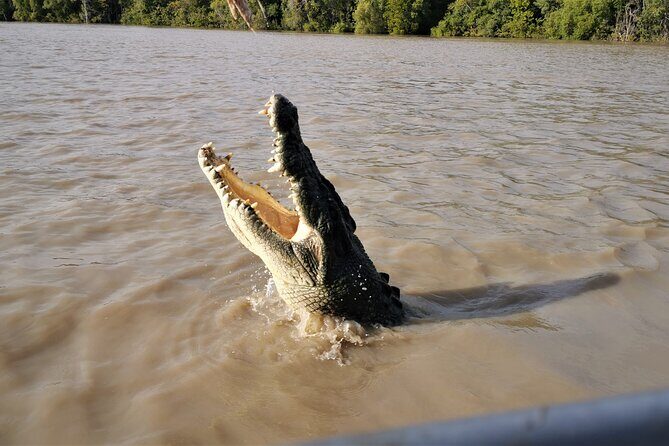 Jumping Croc Cruise, Berry Springs, Fogg Dam & Humpty Doo Pub - Authentic Experiences and Practical Tips