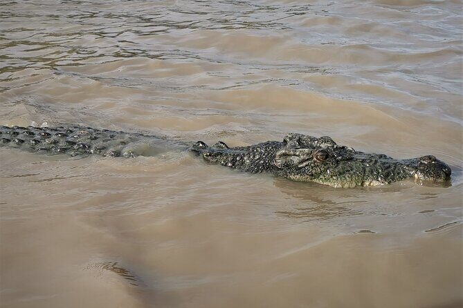 Jumping Croc Cruise, Berry Springs, Fogg Dam & Humpty Doo Pub - Who Will Love This Tour?