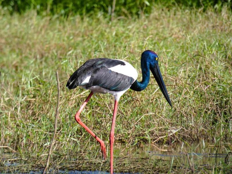 Jumping Crocodile Cruise from Darwin Half-Day Scenic Trip - What Makes This Tour Stand Out