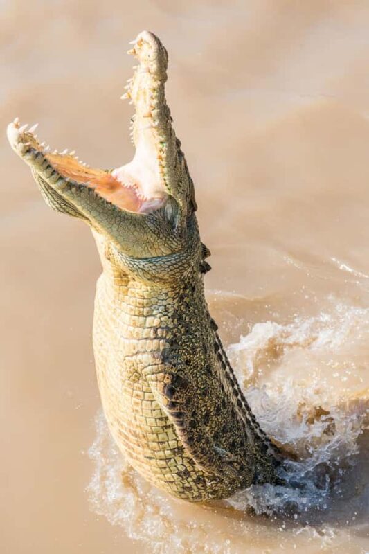 Jumping Crocodile Cruise from Darwin Half-Day Scenic Trip - FAQ