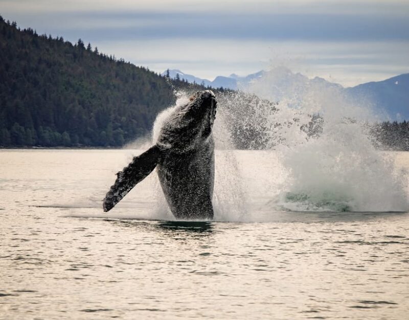 Juneau: Mendenhall Glacier Waterfall & Whale Watching Tour - An Overview of what to Expect