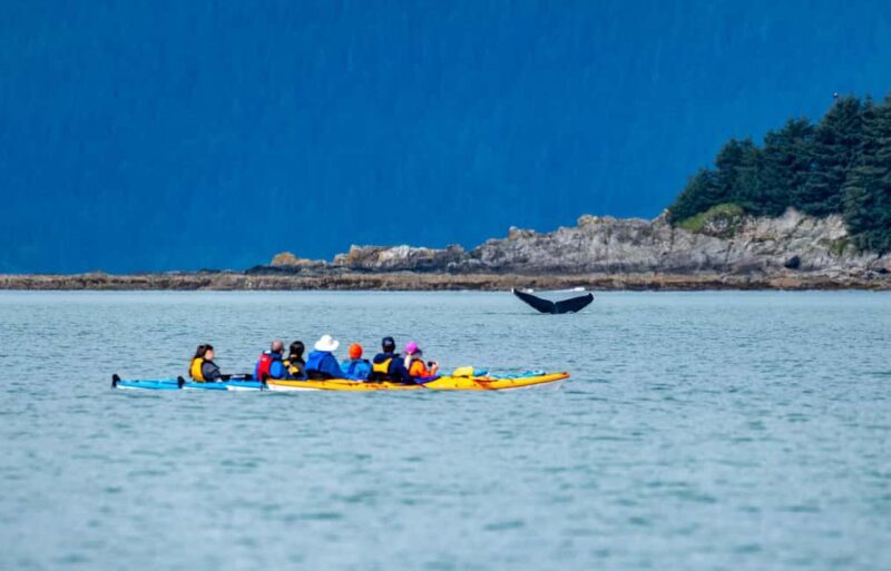 Juneau: Paddle with Whales Kayak Adventure - An In-Depth Look at the Experience