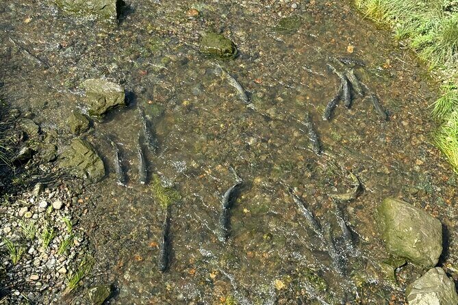Juneau Private Bike Tour with Glacier Views and Sightseeing - Who Will Love This Tour?