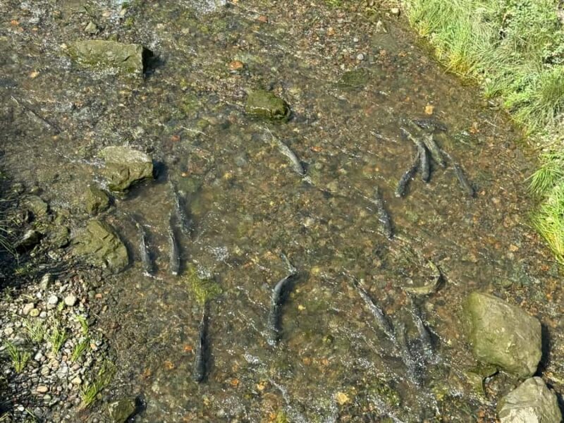 Juneau: Private Bike Tour with Glacier Views & Hatchery Stop - A Closer Look at the Juneau Private Bike Tour