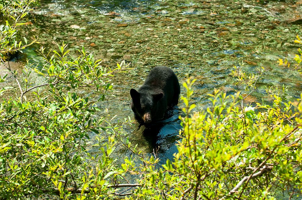 Juneau: Rainforest and Waterfalls Trek - Tour Description