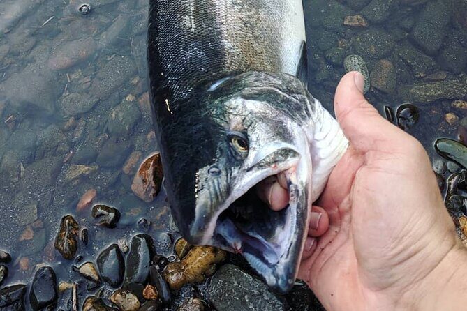 Juneau Shore Fishing Shuttle and Gear - Introduction