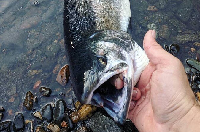 Juneau Shore Fishing Shuttle and Gear - Weather and Practical Tips