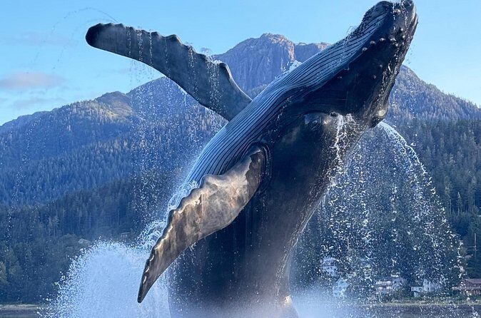 Juneau Top Sight Seeing Private Tour - The Sum Up