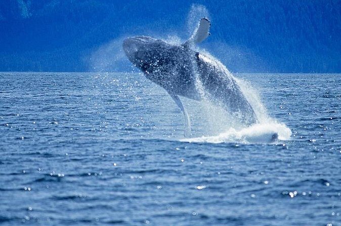 Juneau Whale Watch Adventure - Price and Value