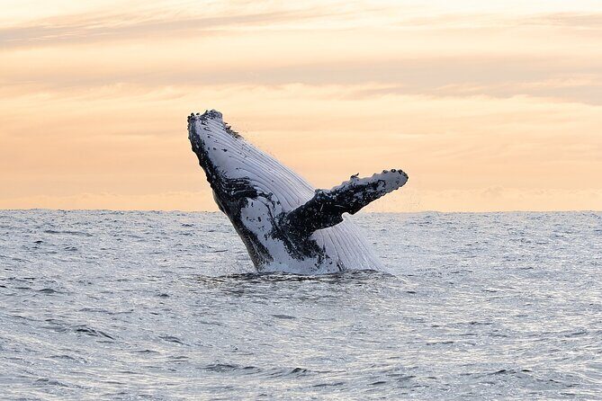 Juneau Whale Watch Adventure - Practical Tips for Travelers