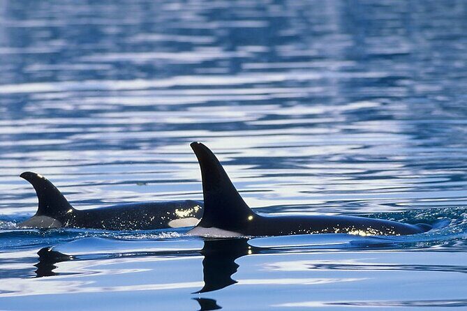 Juneau Whale Watch Adventure - The Sum Up