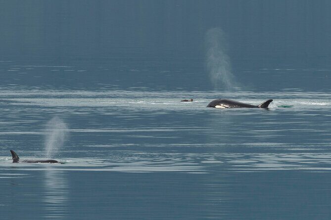 Juneau Whale Watch and Wildlife Quest - What Travelers Are Saying