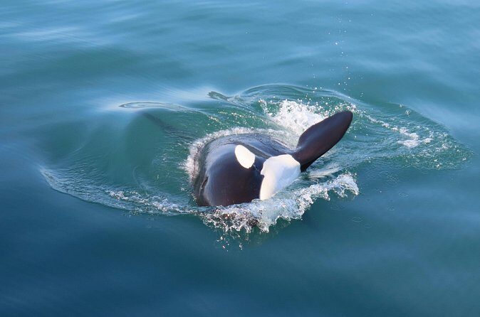 Juneau Whale Watch and Wildlife Quest - Price and Value Analysis