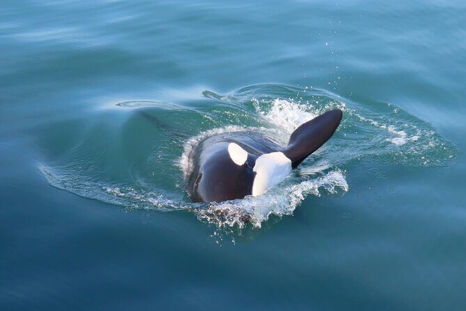 Juneau Whale Watch and Wildlife Quest - The Sum Up