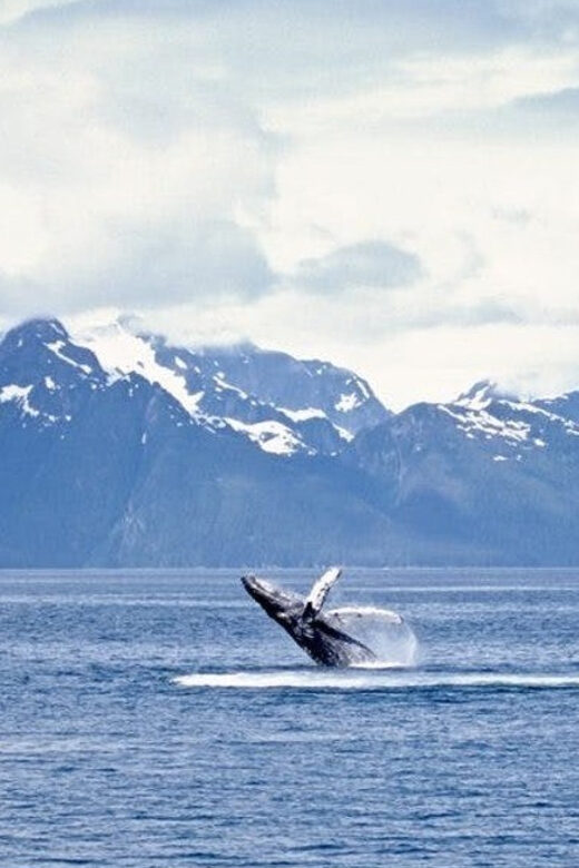 Juneau: Whale Watching and Mendenhall Glacier Day Trip - Key Points
