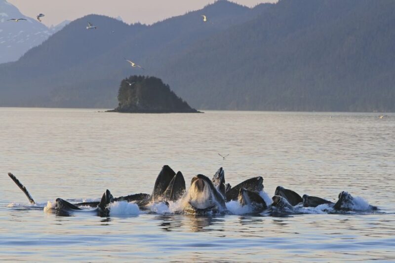 Juneau: Whale Watching and Mendenhall Glacier Day Trip - The Sum Up