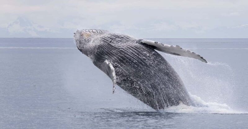 Juneau: Whale Watching and Wildlife Cruise with Local Guide - The Sum Up