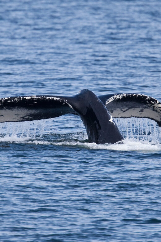 Juneau: Whale Watching and Wildlife Cruise with Local Guide - FAQ