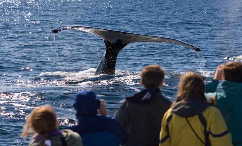 Juneau: Whale Watching and Wildlife Cruise With Local Guide - Experience Highlights