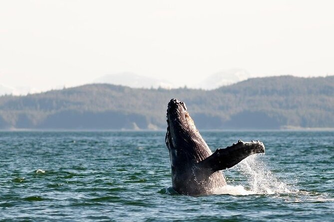 Juneau Wildlife Whale Watching & Mendenhall Glacier - Frequently Asked Questions