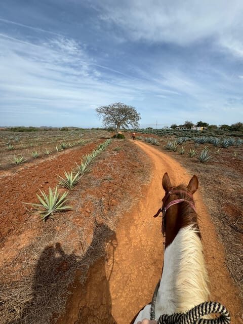 Jungle and beach horseback ride + lunch + mezcal - Authentic Mexican Lunch at the Ranch