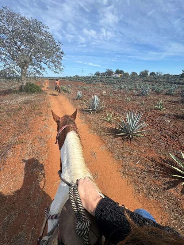 Jungle and beach horseback ride + lunch + mezcal - Who Will Love This Tour?