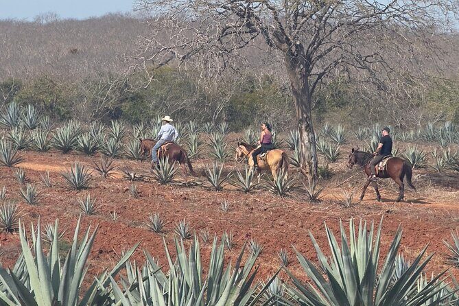Jungle and Beach Horseback ride Tour in Pacific Coast - FAQ