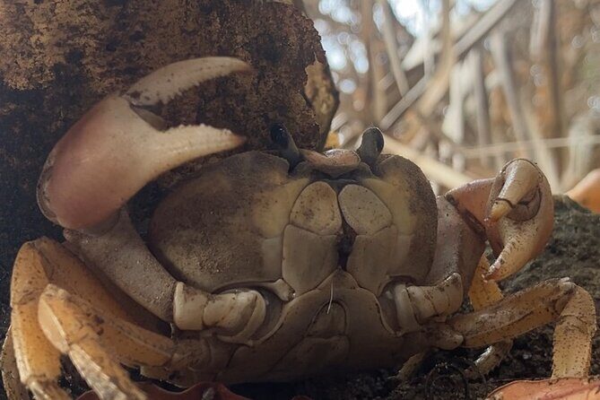 Jungle & Beach: Hidden treasures between the Jungle and the Coast - Introduction to the Jungle & Beach Tour