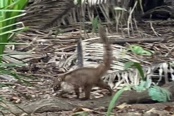 Jungle & Beach: Hidden treasures between the Jungle and the Coast - The Sum Up