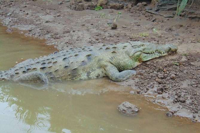 Jungle Crocodile Safari and Bird Watching Tour - Wildlife Encounters