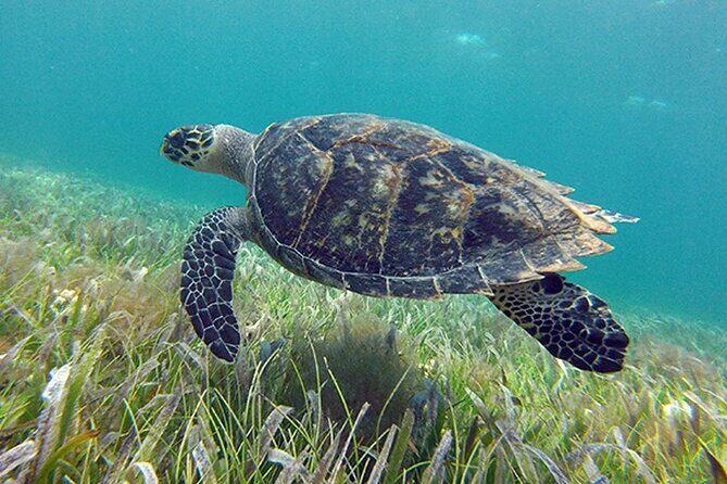 Jungle excursion EN Cancun (NO taxes included) - A Closer Look at the Experience