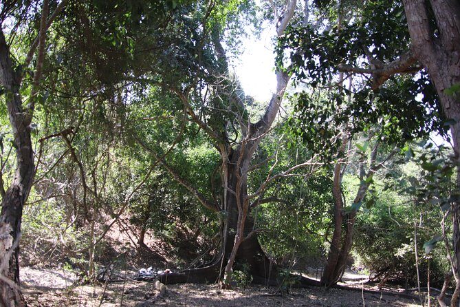 Jungle Hike Tour - Who Should Consider This Tour?