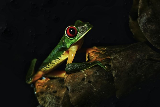 Jungle Night Tour - Wildlife You Might Encounter
