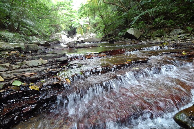Jungle River Trek: Private Tour in Yanbaru, North Okinawa - Trail Difficulty