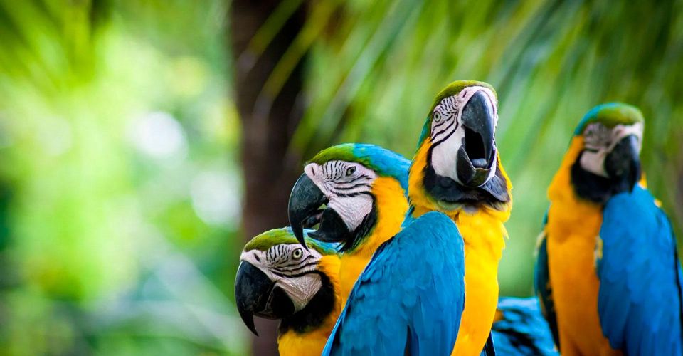 Jungle Tambopata 2D |Monkey Island + Search for Alligators| - Inclusions and Exclusions