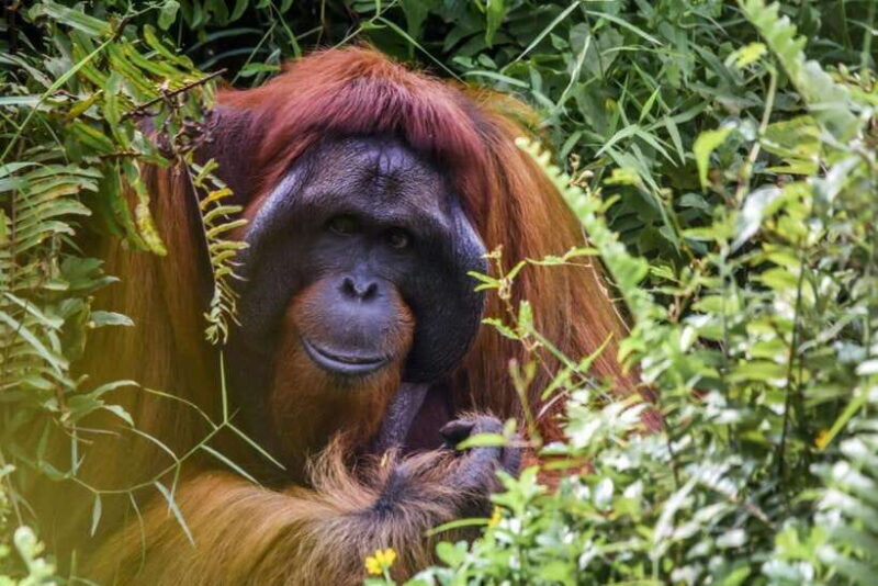 Jungle Trek including stay Batu Ridi Jungle - Who Will Love This Tour?