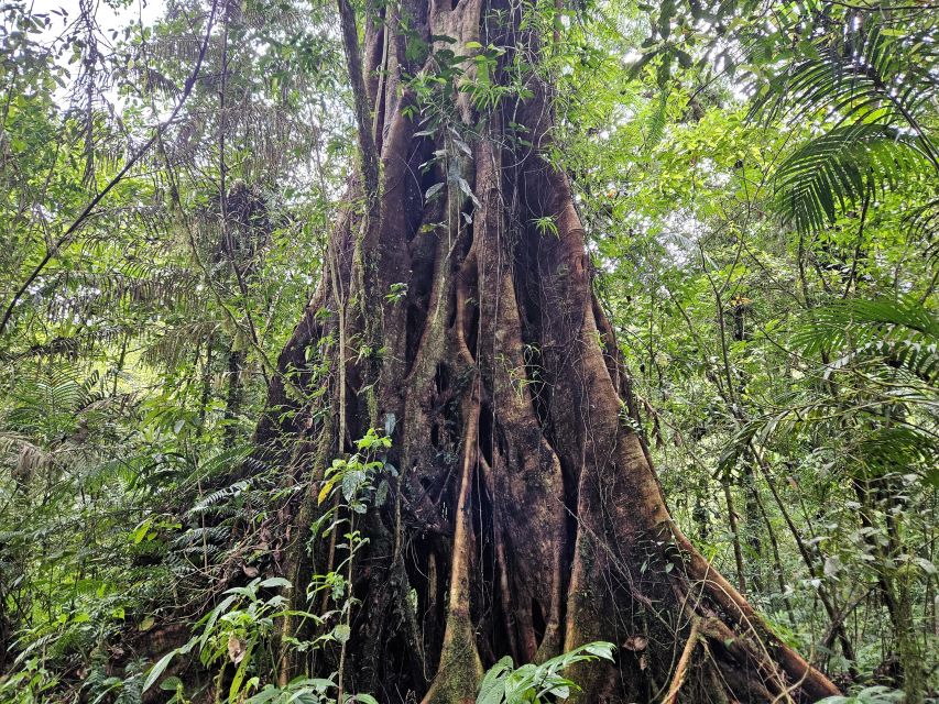 Jungle Trekking at Mt. Batukaru, Scenic Waterfall & Village - Interacting With Local Villagers