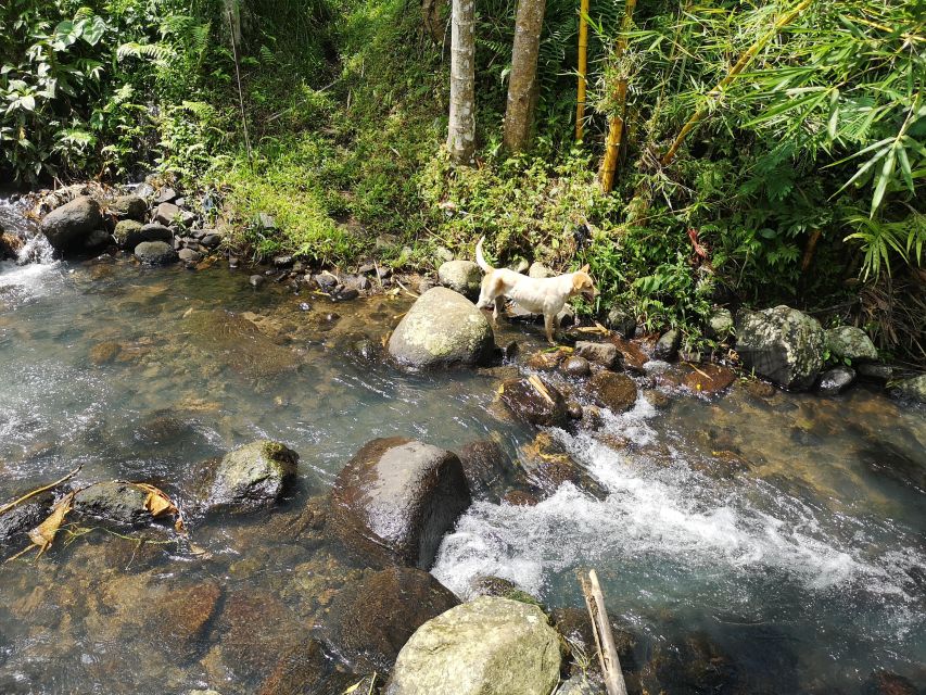 Jungle Trekking at Mt. Batukaru, Scenic Waterfall & Village - Frequently Asked Questions
