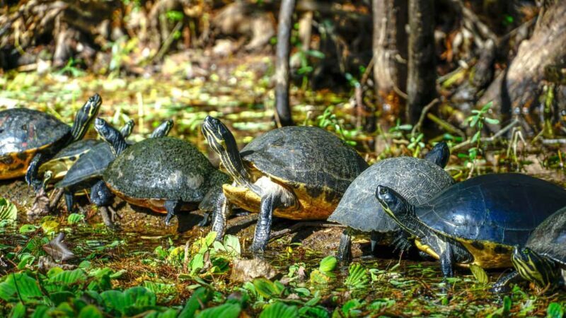 Jupiter: Wild and Scenic Loxahatchee River Kayak Tour - Why This Tour Stands Out