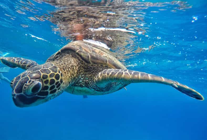Ka'anapali Beach: Coral Reef Snorkel and Turtle Spotting - What’s Included and Practical Details