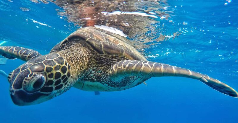 Ka'anapali Beach: Coral Reef Snorkel and Turtle Spotting - Why This Tour Might Be Right for You