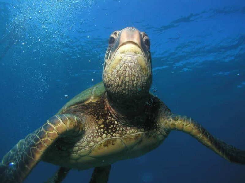 Kaanapali Lahaina: Intro Scuba Dive in Maui Strong Swimmers - Authentic Insights from Visitors
