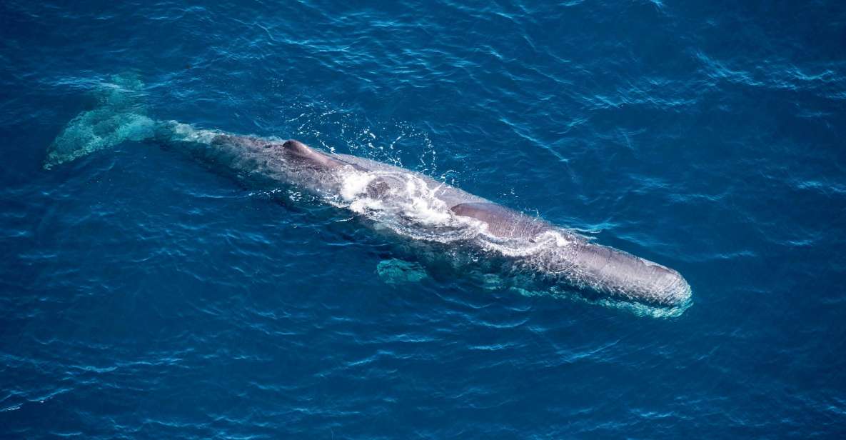 Kaikoura: 1-Hour Whale Watching Helicopter Tour - Key Points