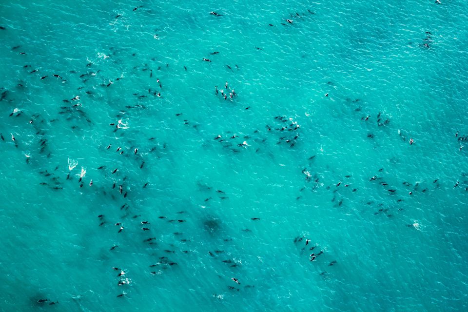Kaikoura: 1-Hour Whale Watching Helicopter Tour - Experience Highlights