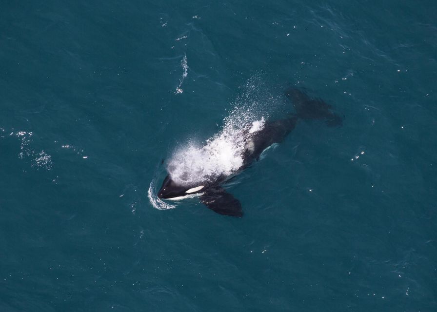 Kaikoura: 1-Hour Whale Watching Helicopter Tour - Customer Reviews