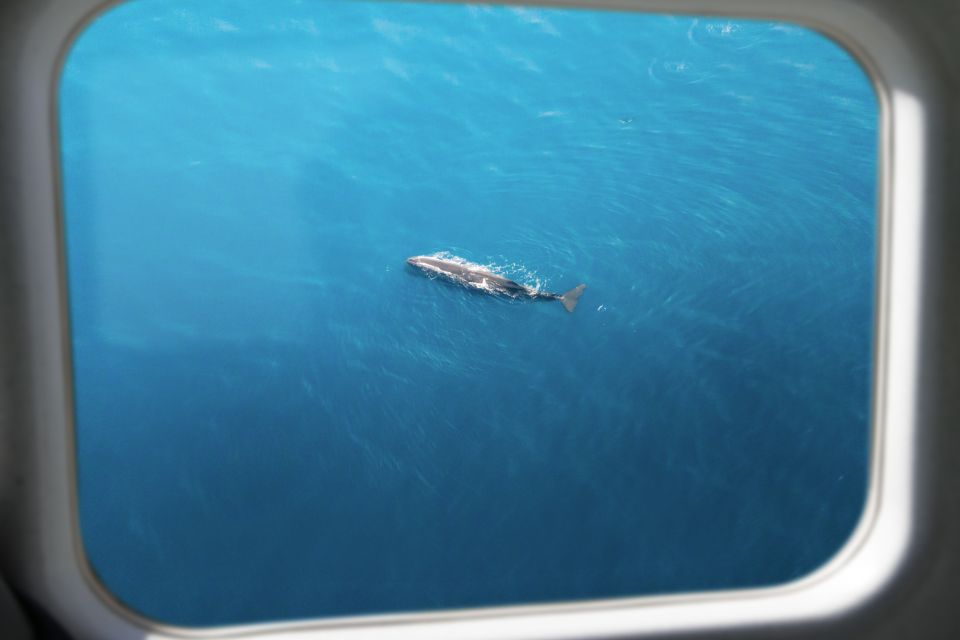 Kaikoura: 40-Minute Whale Watching Flight With Commentary - Booking Information Details