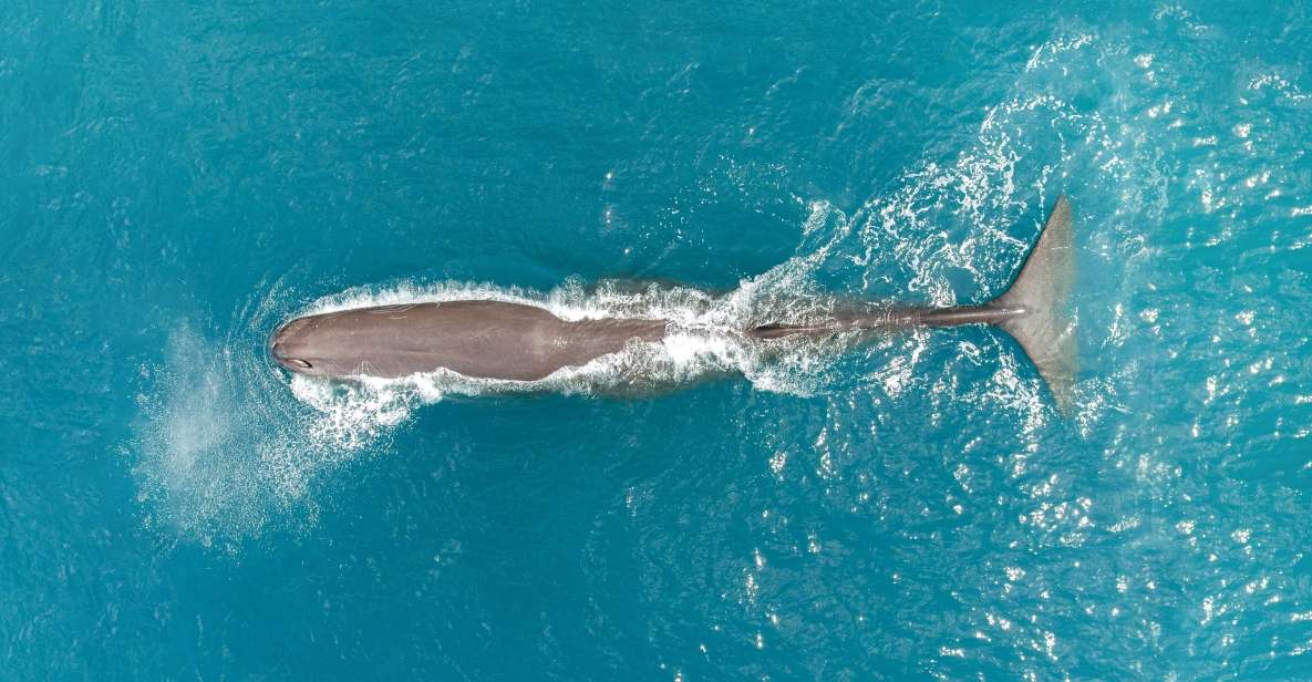 Kaikoura: 40-Minute Whale Watching Flight With Commentary - Whale Watching Experience Description